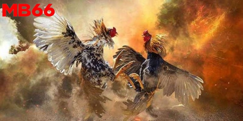 Mẹo đá gà cựa dao - Diễn ra nhiều giải đấu kịch tính