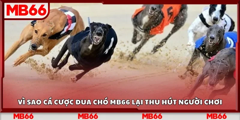 Vì sao cá cược đua chó MB66 lại thu hút người chơi